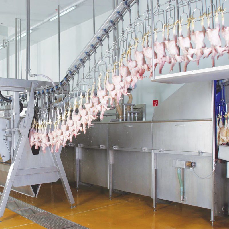 killing-and-defeathering-broiler.jpg