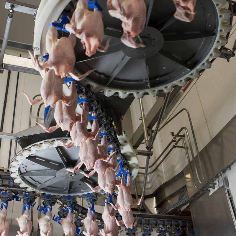 overhead-grading-distribution-broiler-m-scaled.jpg